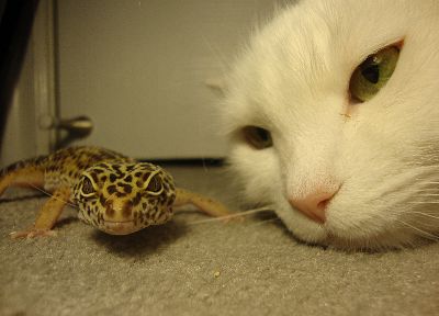 cats, geckos - desktop wallpaper