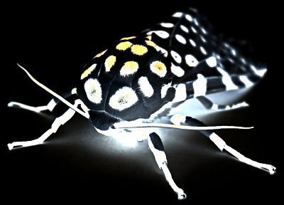 insects, moths - random desktop wallpaper