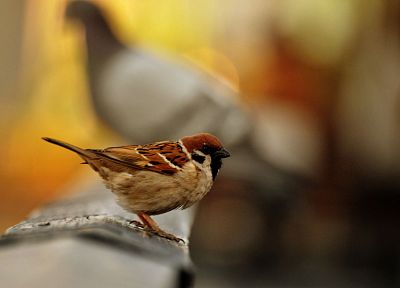 nature, birds, sparrow, macro - duplicate desktop wallpaper