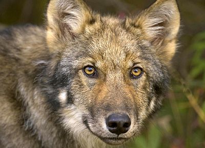 animals, Timber Wolf - desktop wallpaper