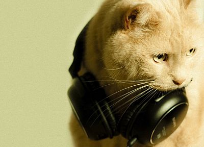 headphones, cats, animals - related desktop wallpaper