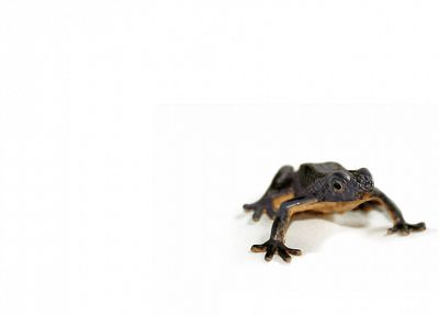 frogs, white background, amphibians - desktop wallpaper