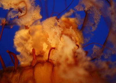 jellyfish, depth of field - desktop wallpaper