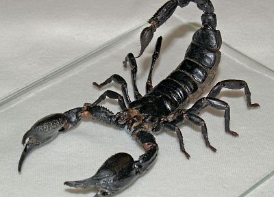 animals, scorpions - desktop wallpaper
