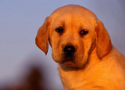animals, dogs, puppies, canine - random desktop wallpaper