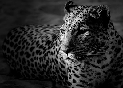 animals, monochrome, leopards - desktop wallpaper