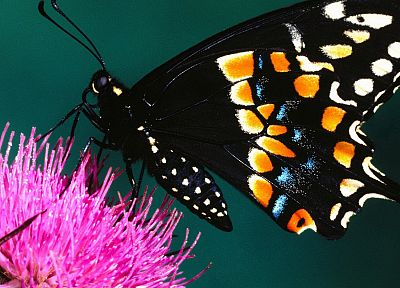 butterflies - duplicate desktop wallpaper