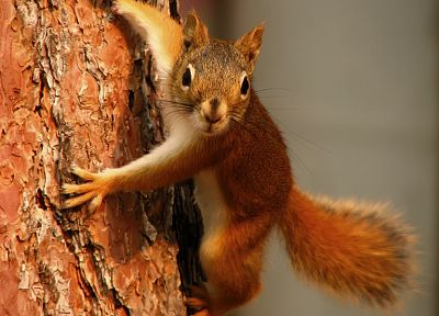 animals, squirrels, tree trunk - random desktop wallpaper
