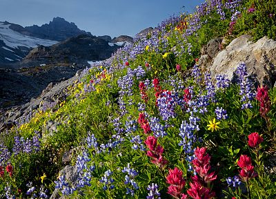 landscapes, nature, flowers, valleys, paradise, National Park, Washington, Mount Rainier, wildflowers - related desktop wallpaper