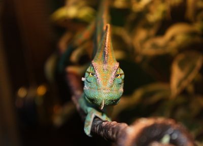 chameleons - random desktop wallpaper