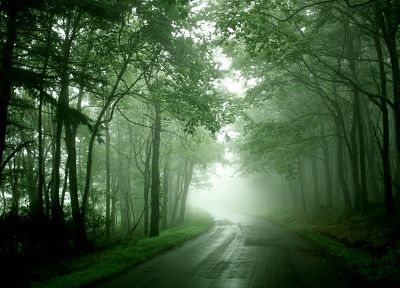 nature, forests, mist, roads - random desktop wallpaper