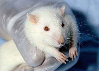 white, animals, hands, red eyes, rats, albino - random desktop wallpaper