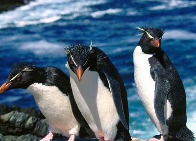 birds, penguins, Rockhopper Penguins - related desktop wallpaper