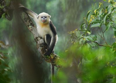 animals, snub-nosed, monkeys - desktop wallpaper