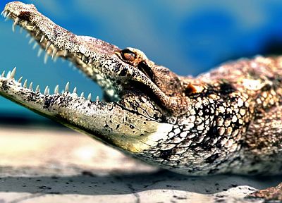 animals, reptiles - related desktop wallpaper