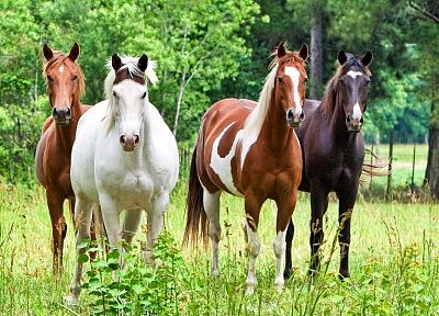 animals, horses - random desktop wallpaper