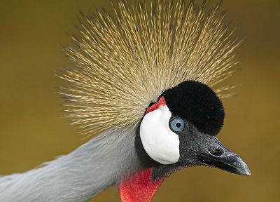 birds, cranes, Grey Crowned Crane - random desktop wallpaper