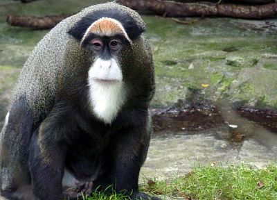 animals, monkeys - duplicate desktop wallpaper