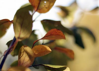 close-up, nature, leaves - desktop wallpaper