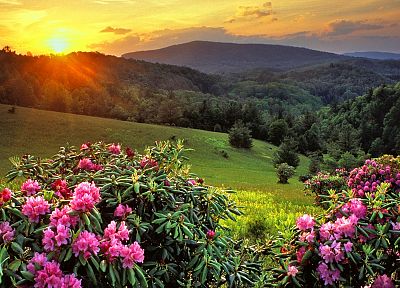 mountains, landscapes, nature, Sun, trees, Rhododendron - related desktop wallpaper