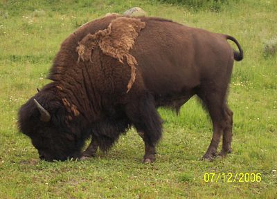 animals, grass, bison - desktop wallpaper