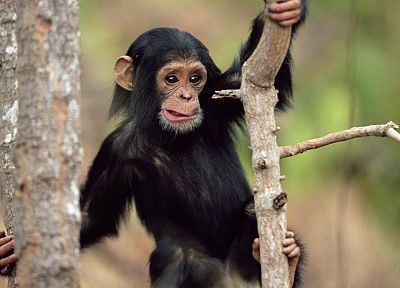 animals, apes - duplicate desktop wallpaper