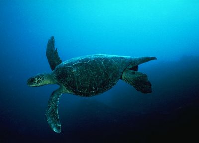 turtles, underwater - desktop wallpaper