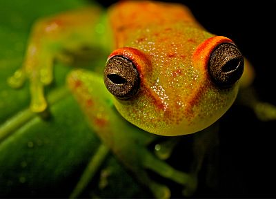 frogs, amphibians - desktop wallpaper
