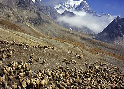 flock, France, sheep, Italy, Mount - random desktop wallpaper