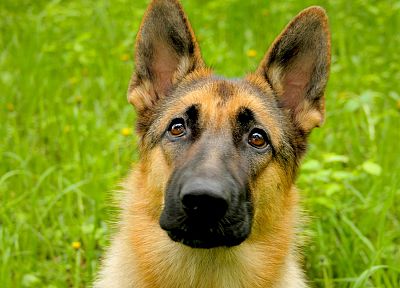 animals, dogs, German Shepherd - desktop wallpaper