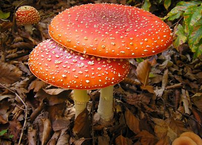 mushrooms, Fly Agaric Mushrooms - desktop wallpaper