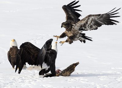 animals, reservoir, bald eagles - desktop wallpaper