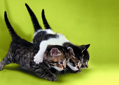 cats, animals, feline, kittens, simple background, green background - random desktop wallpaper