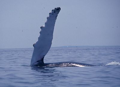 whales, sea - desktop wallpaper