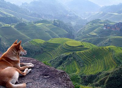 landscapes, animals, dogs - desktop wallpaper