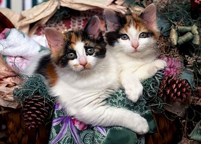 Maine, kittens - duplicate desktop wallpaper