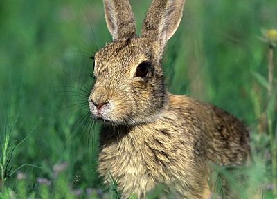 animals, rabbits - related desktop wallpaper
