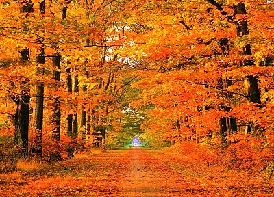 autumn, roads, parks - random desktop wallpaper