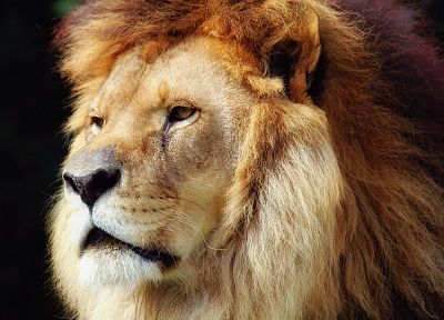 animals, lions, faces - duplicate desktop wallpaper