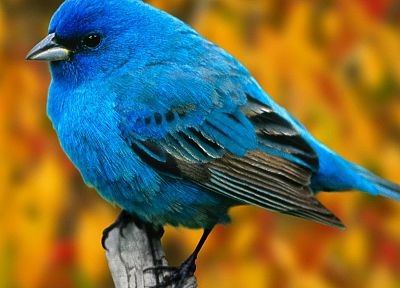birds, bluebirds - desktop wallpaper