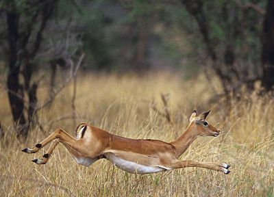 wildlife, Africa, Wild Africa, gazelle, Impala - desktop wallpaper