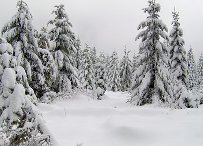 landscapes, winter, snow, trees - desktop wallpaper