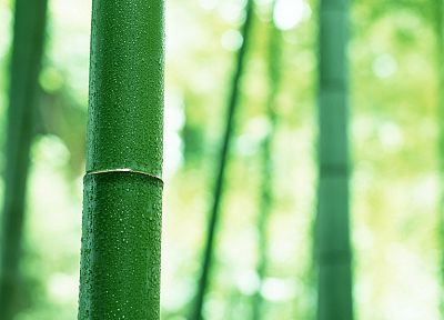 bamboo - related desktop wallpaper