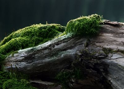 trees, moss - random desktop wallpaper