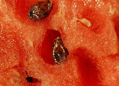 close-up, watermelons, macro, seeds - random desktop wallpaper