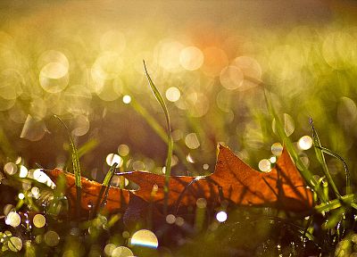nature, leaf, autumn, drop, sunlight, reflections - random desktop wallpaper