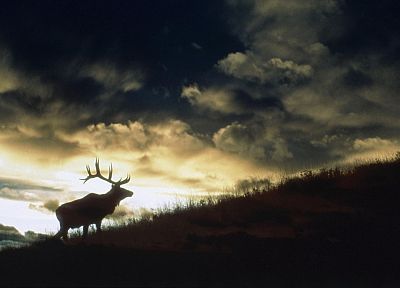 sunset, elk - duplicate desktop wallpaper