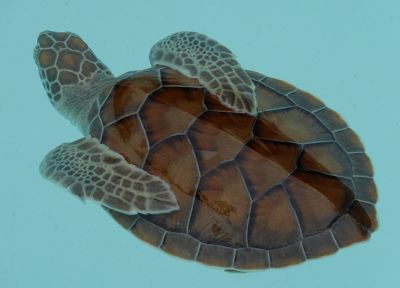 sea turtles - random desktop wallpaper