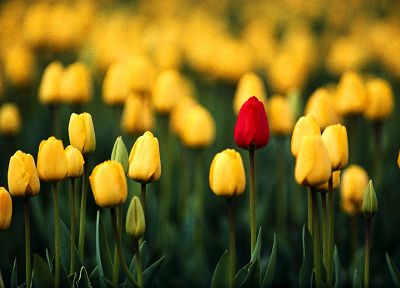 flowers, tulips - duplicate desktop wallpaper