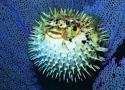 animals, fish, Blowfish - random desktop wallpaper